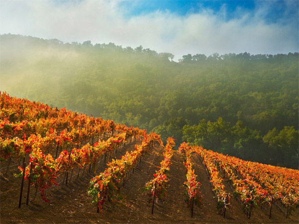 California Vineyards